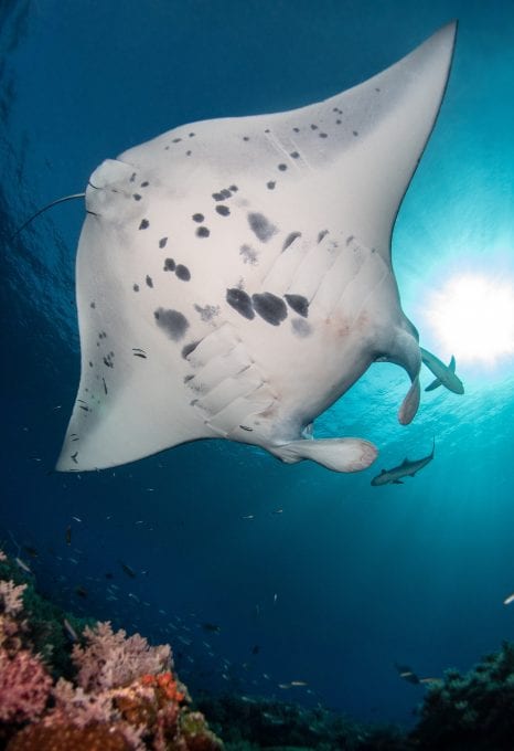 manta ray Bali photo-ID