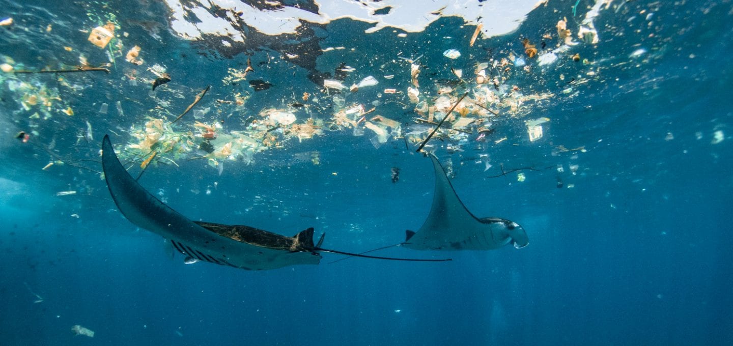manta ray filter feeders