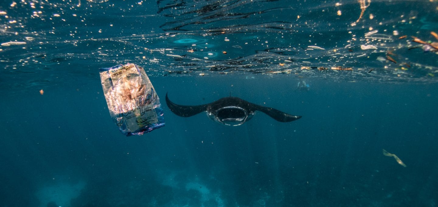 manta ray Bali ocean plastic