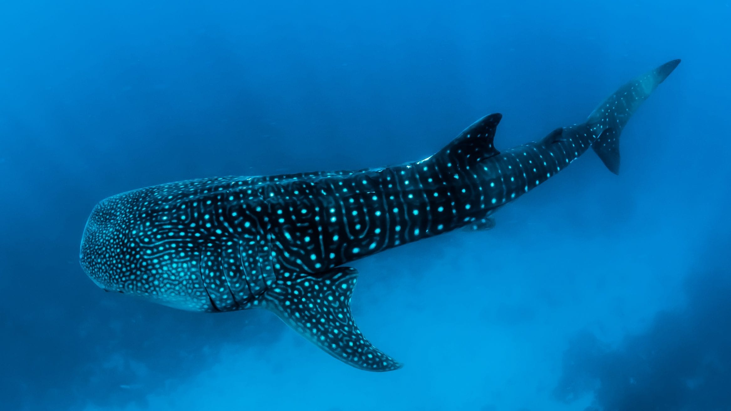 whale sharks