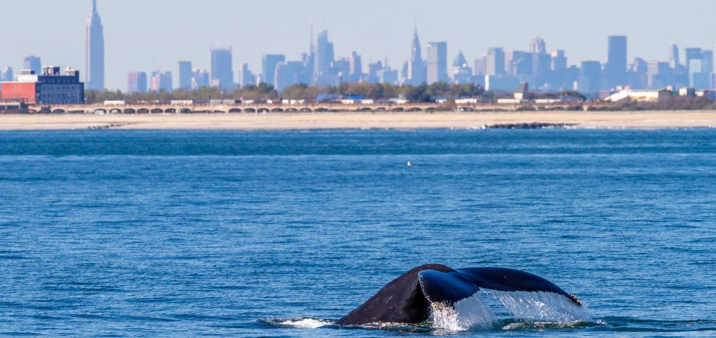 Marine mammals gotham whale artie raslich