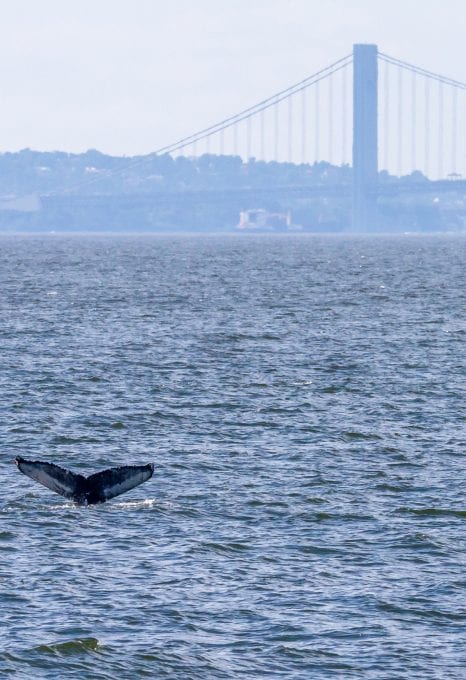 Marine mammals gotham whale artie raslich
