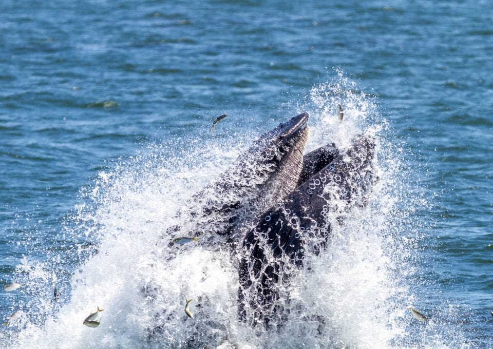 Marine mammals gotham whale artie raslich