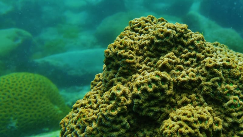 reef-building corals