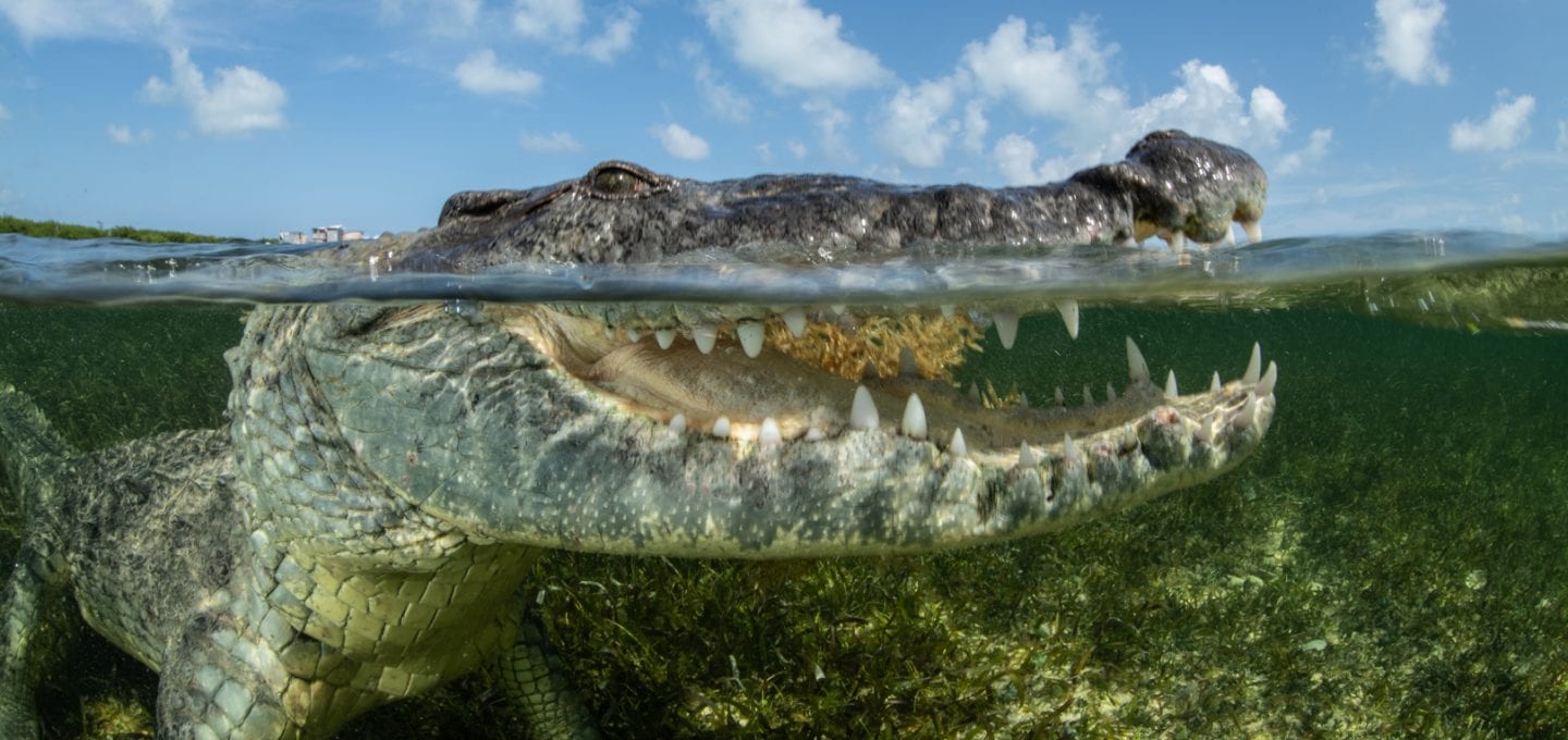 Simon Lorenz underwater photography Mexico