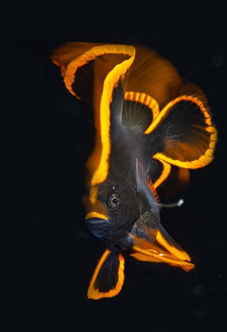 Simon Lorenz underwater photography macro