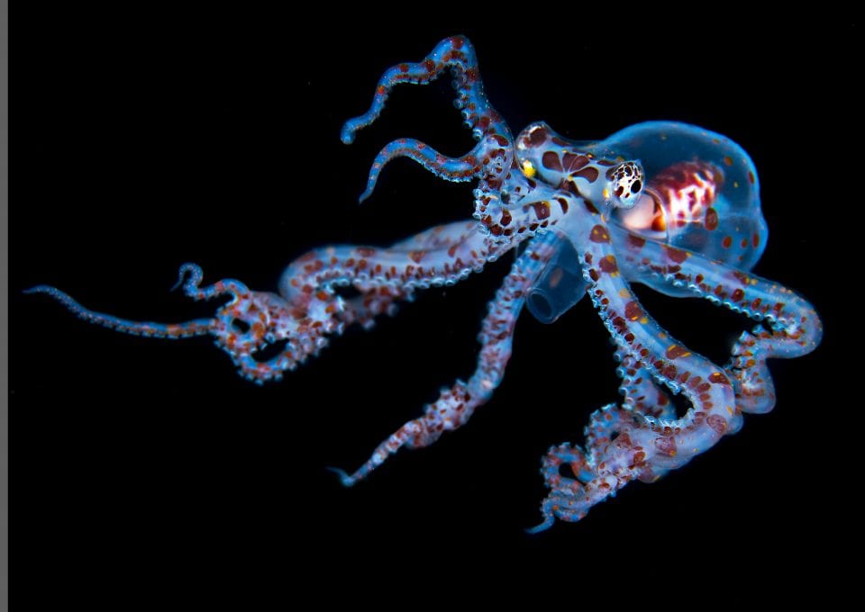 Simon Lorenz underwater photography blackwater