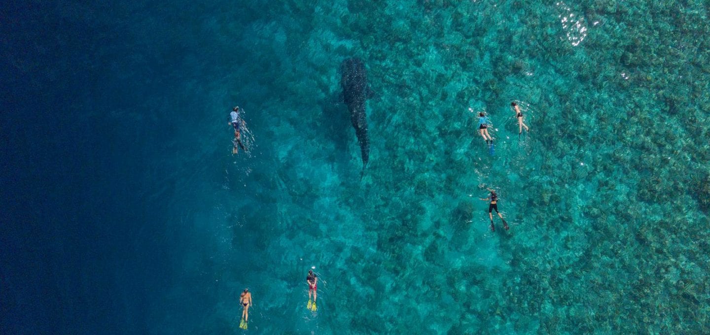 Maldives Whale Shark Research Programme