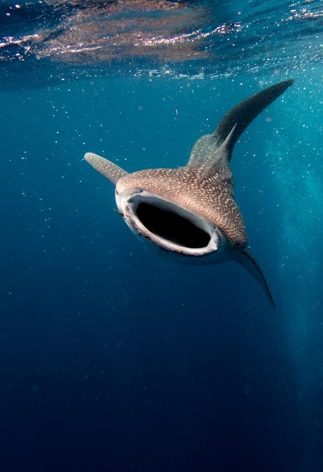 Maldives Whale Shark Research Programme