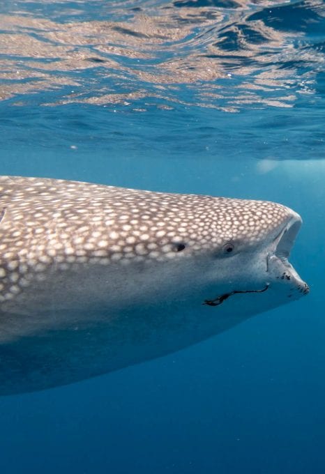 Maldives Whale Shark Research Programme