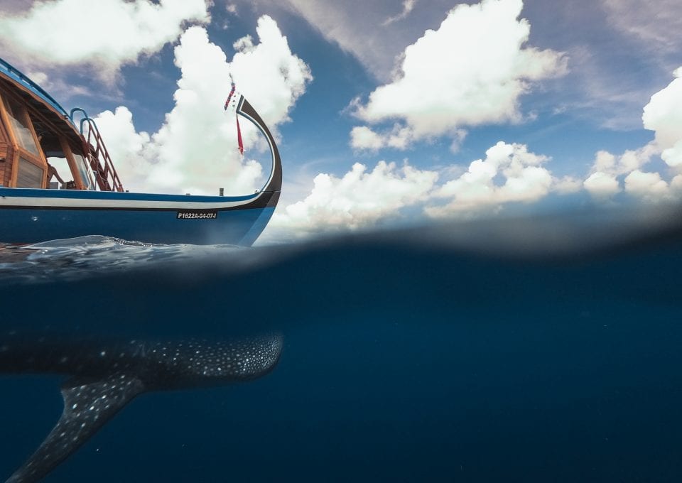 Maldives Whale Shark Research Programme