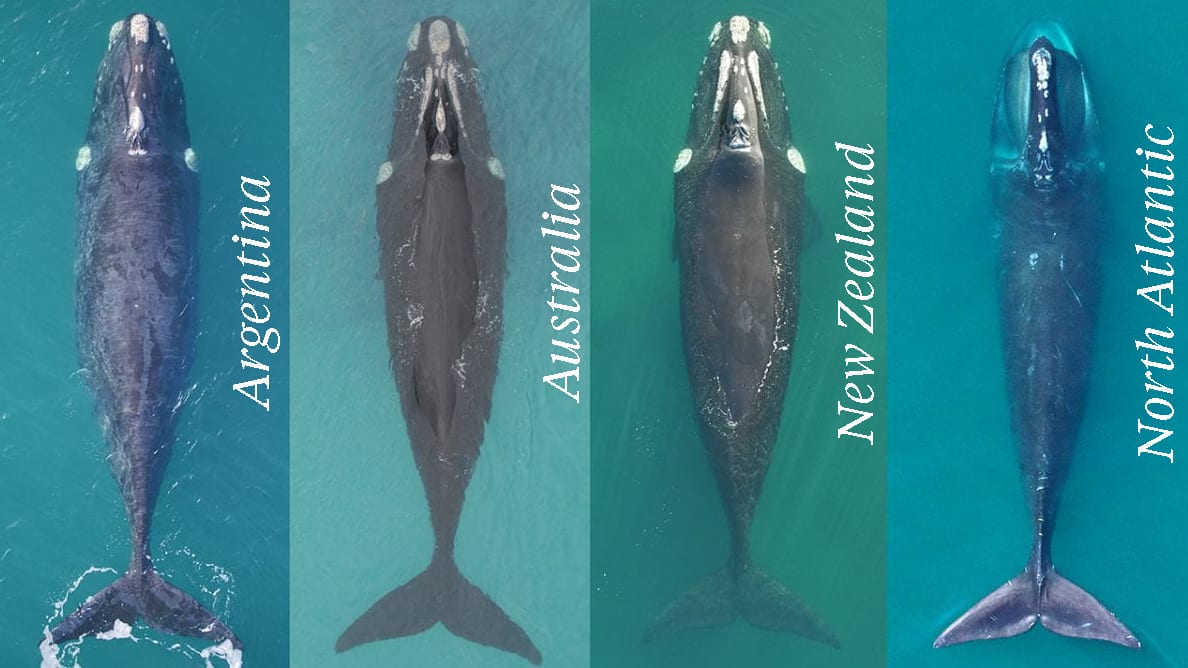 North Atlantic Right Whales vs Southern counterparts WHOI