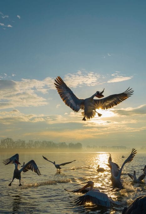 Dalmatian pelicans lake kerkini