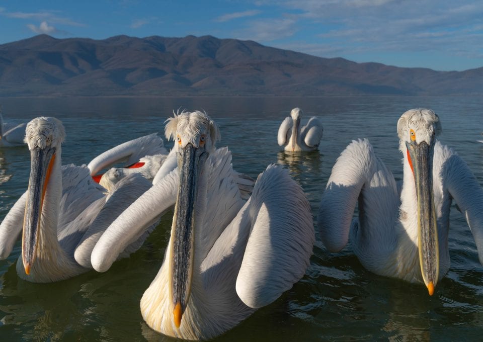 Dalmatian pelicans lake kerkini