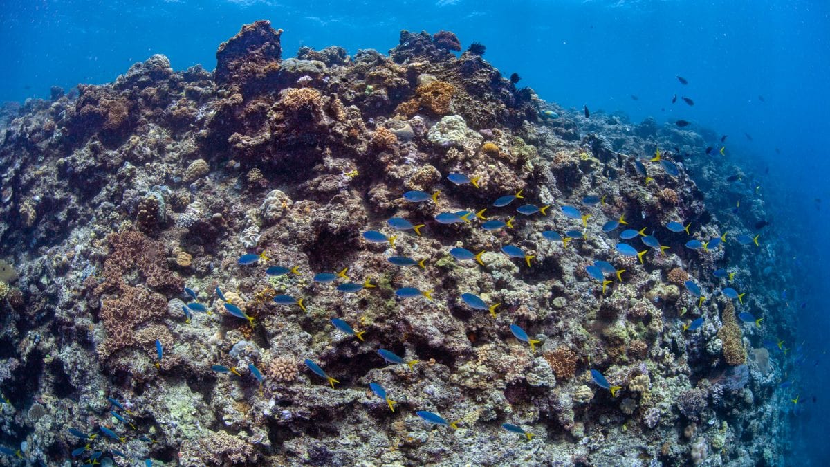 Coral loss leaves reefs with larger fish but low energy turnover