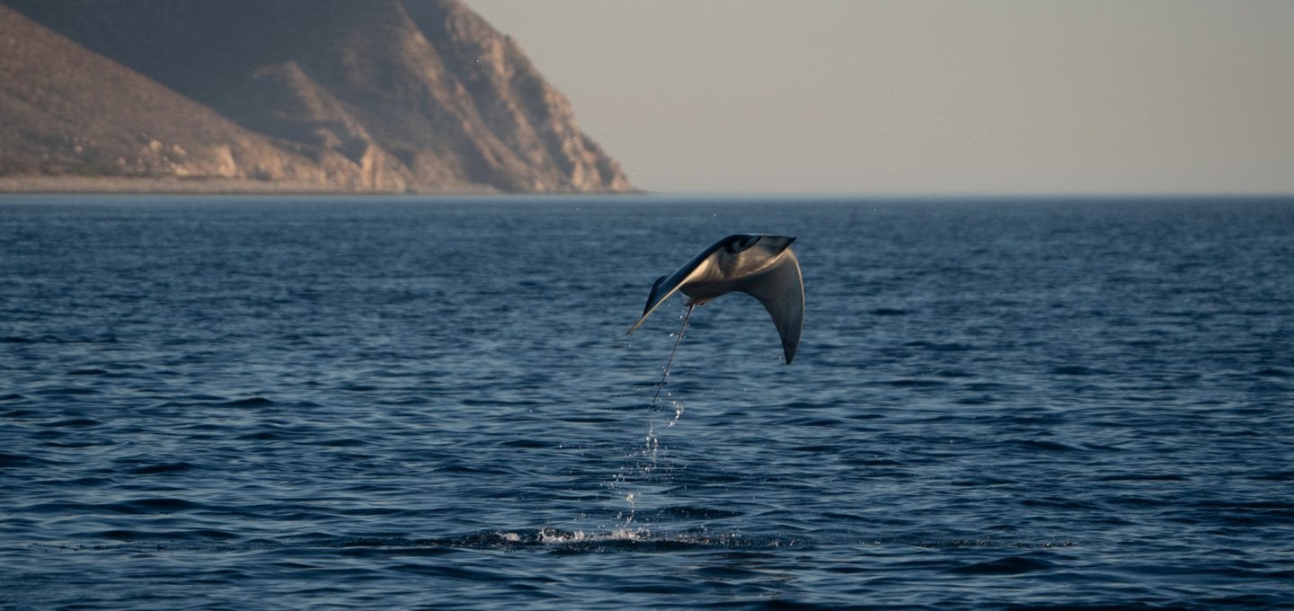 Mobula rays Jay Clue