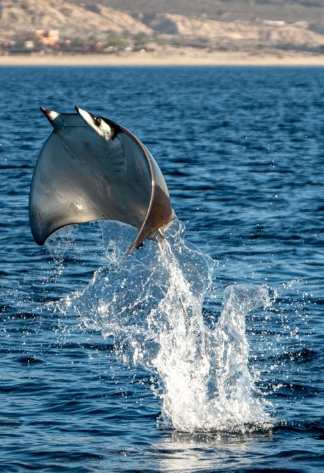 Mobula rays Jay Clue leaping
