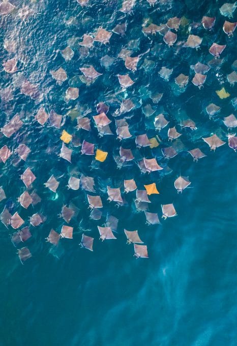 Mobula rays Jay Clue drone