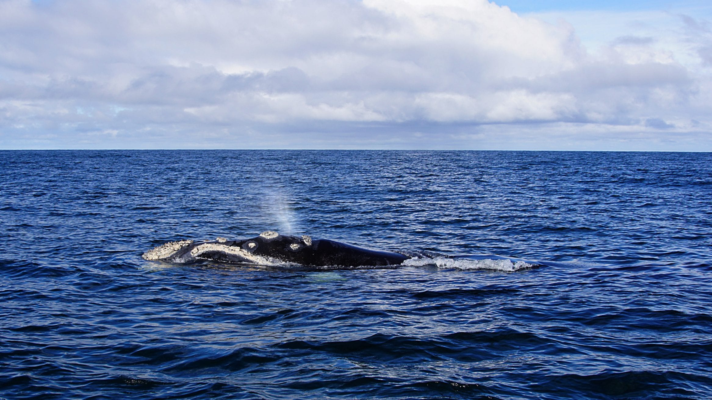 southern right whale BAS