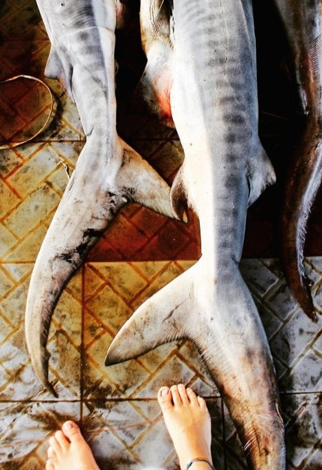 Project Hiu Shark Girl Madison conservation