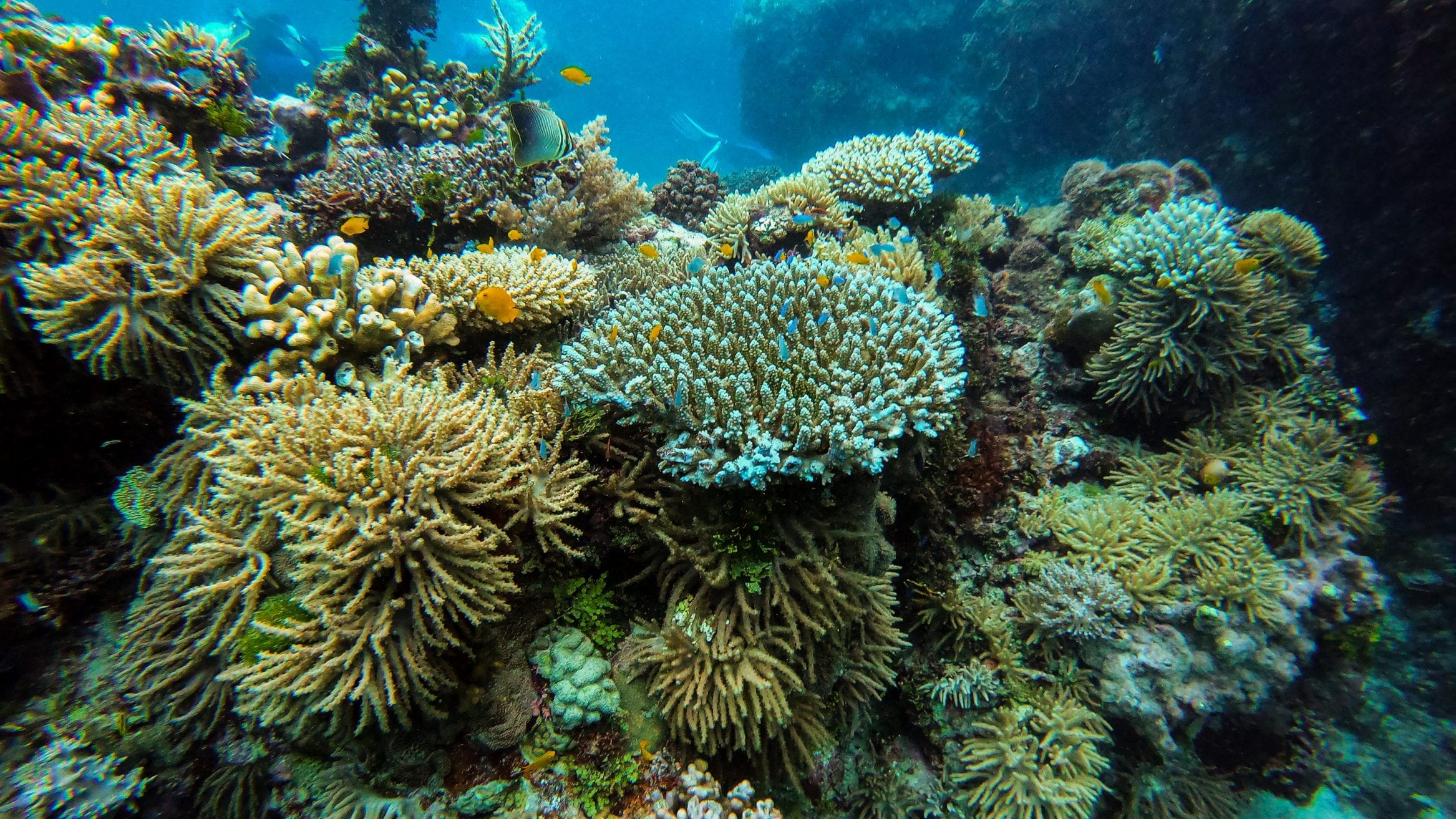 cyclones coral reef AIMS