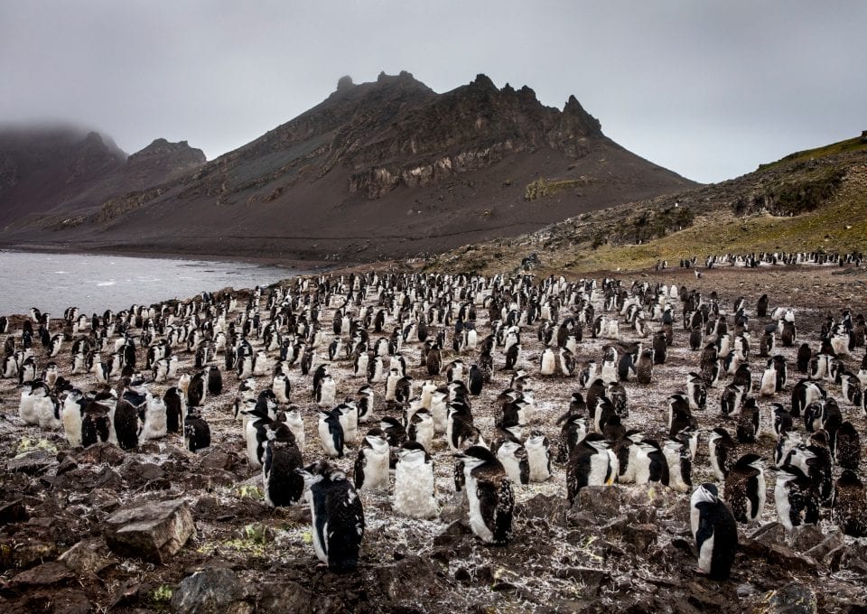 Greenpeace Pole to Pole Penguins Antarctica chinstraps