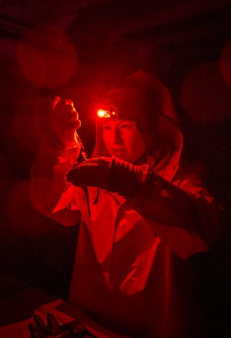 polar night arctic light pollution marine organisms scientific research