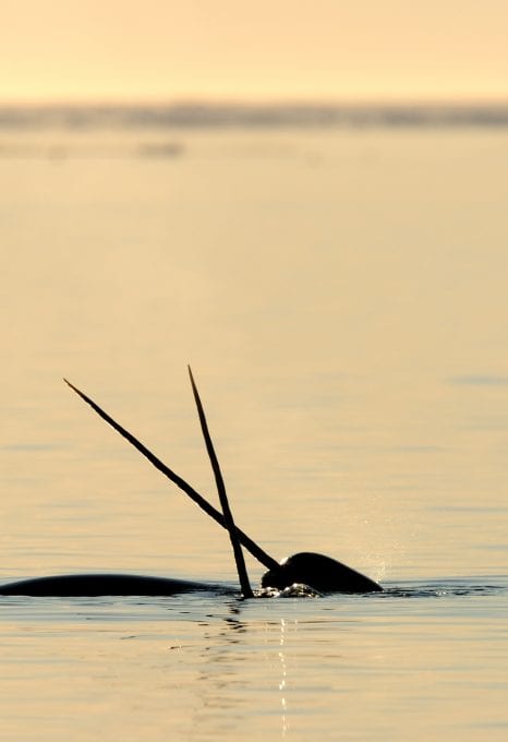 Narwhal Eric Baccega
