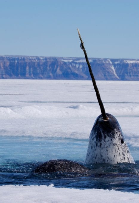 narwhal breach arctic paul nicklen