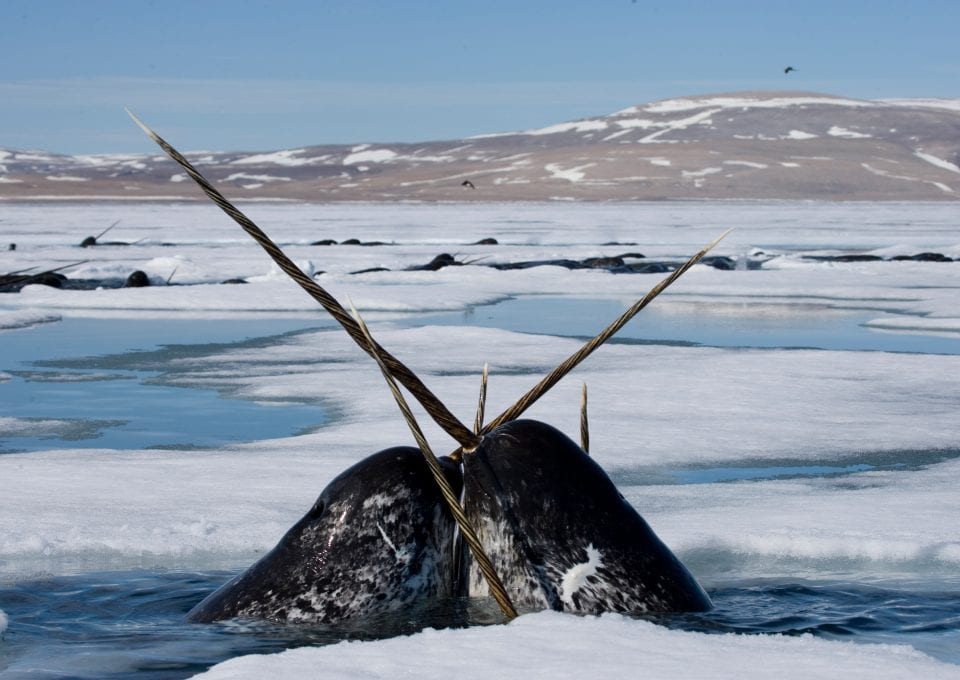 narwhal Paul Nicklen