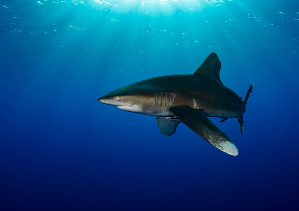 Oceanic whitetip Joe Daniels pelagic