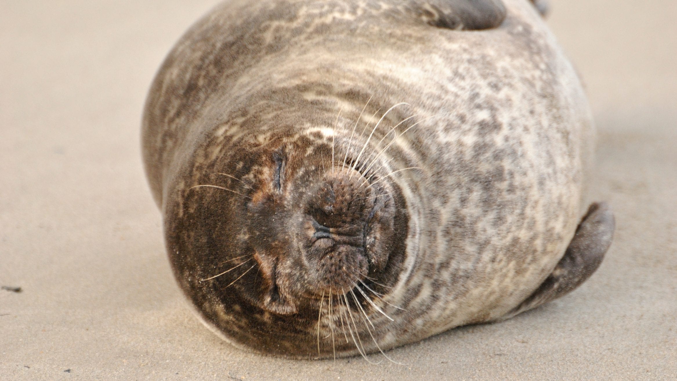 scottish seals