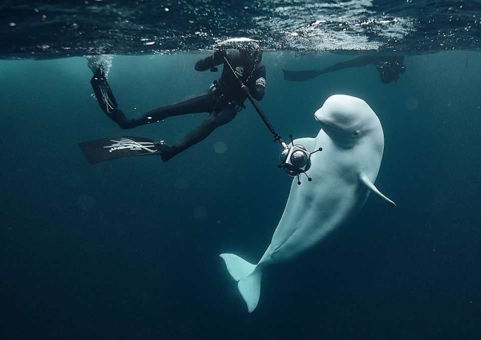 Hvaldimir Fred Buyle Norway beluga whale