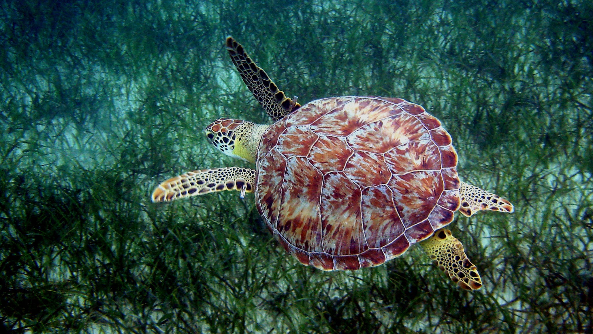 sea turtle conservation
