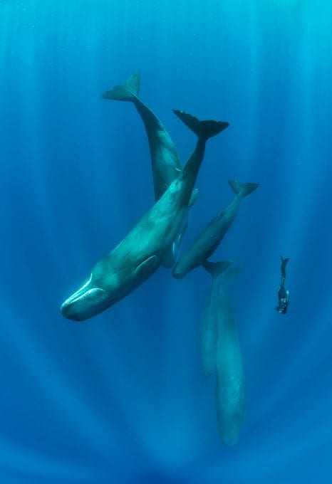 Franco Banfi Isotta photographer whales