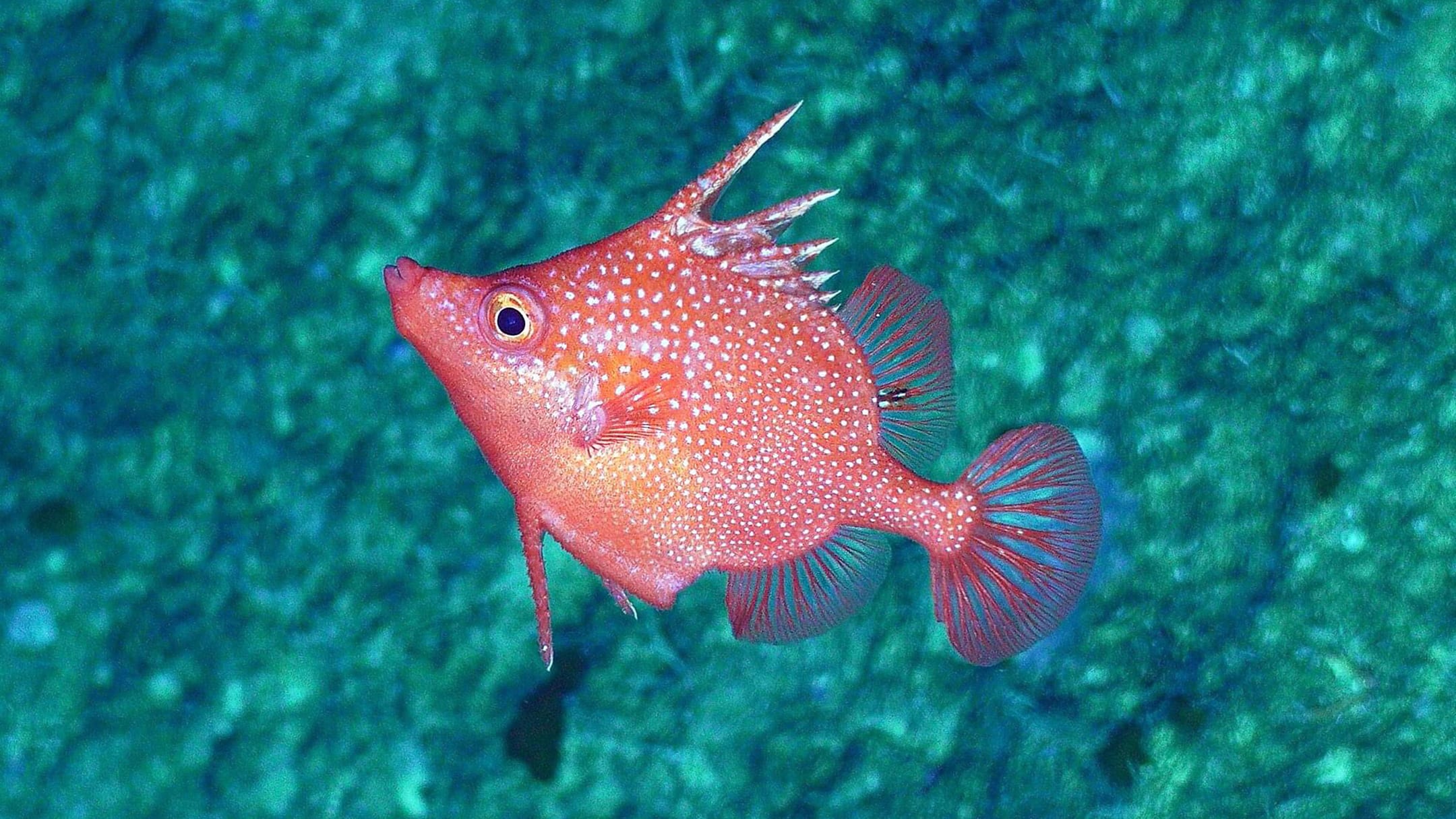 Coral Sea Marine Park Australia