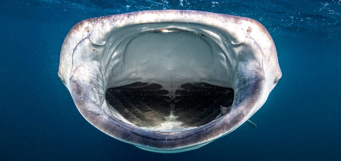 whale sharks Djibouti filter feeders