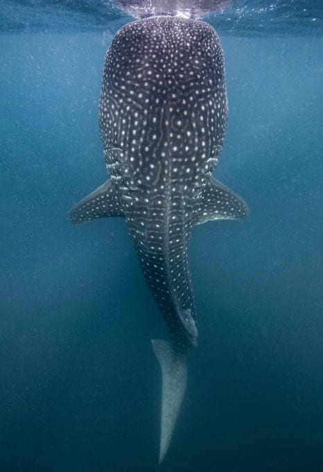 whale sharks Djibouti
