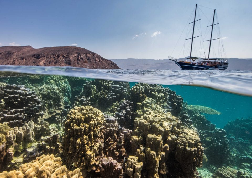whale sharks Djibouti coral reef