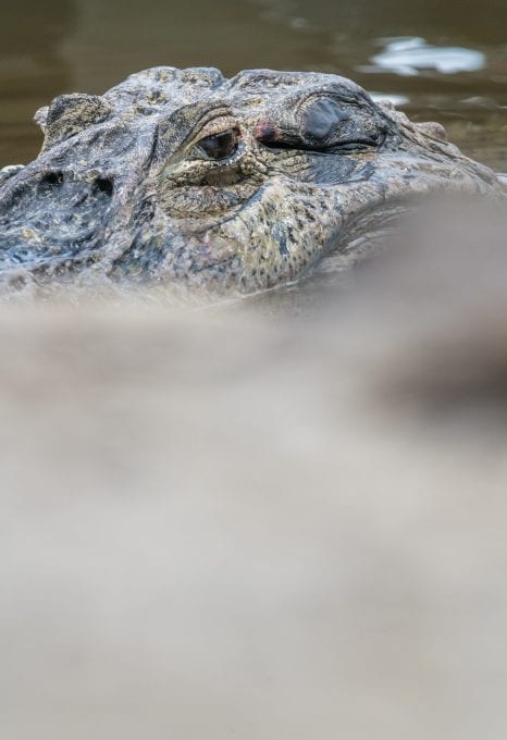 Guyana World Bank Big Oil offshore drilling wildlife