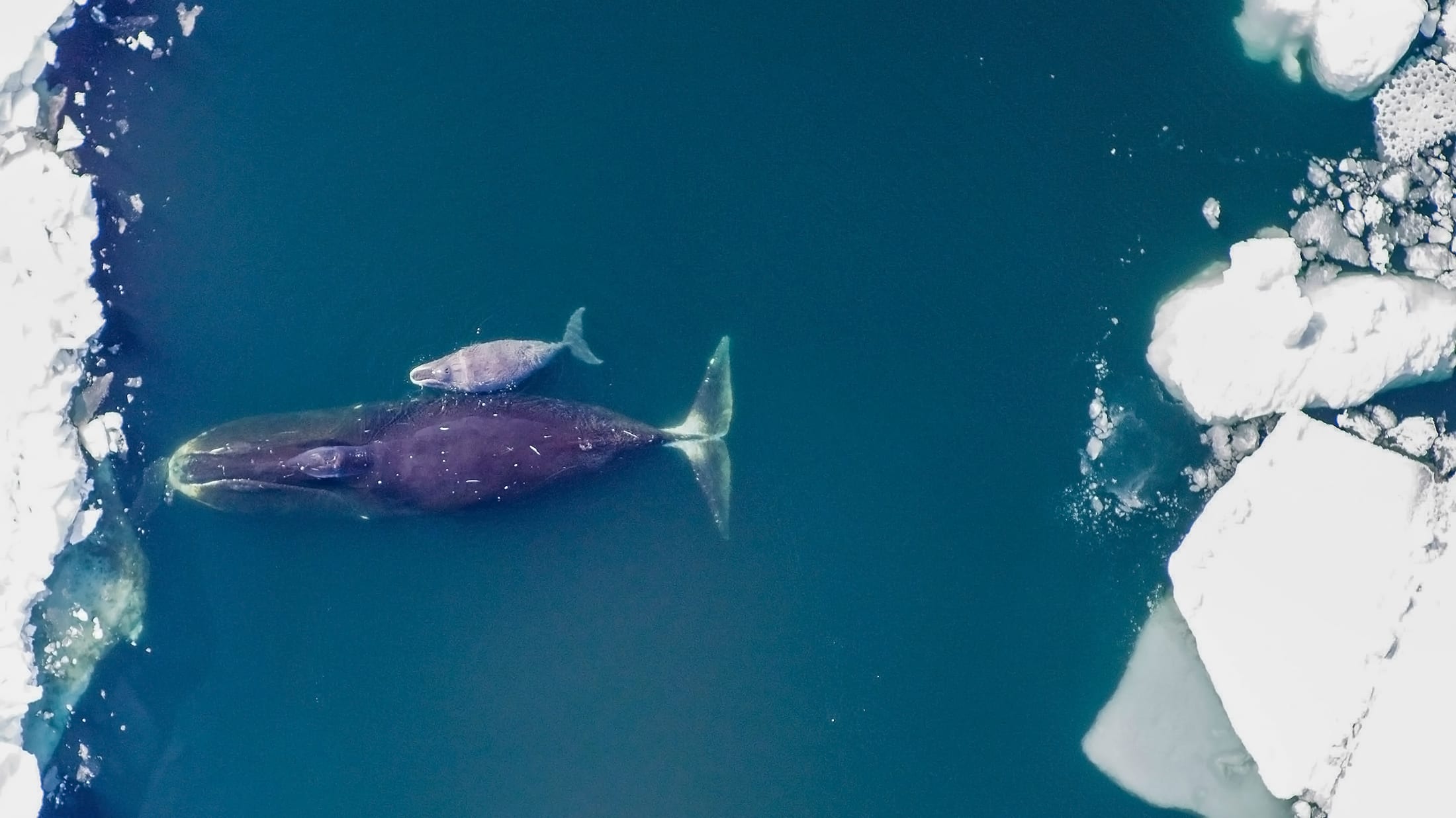 Bering Strait ocean noise Arctic sea ice