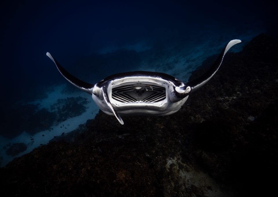 Julian Rocks, manta ray, Jono Allen