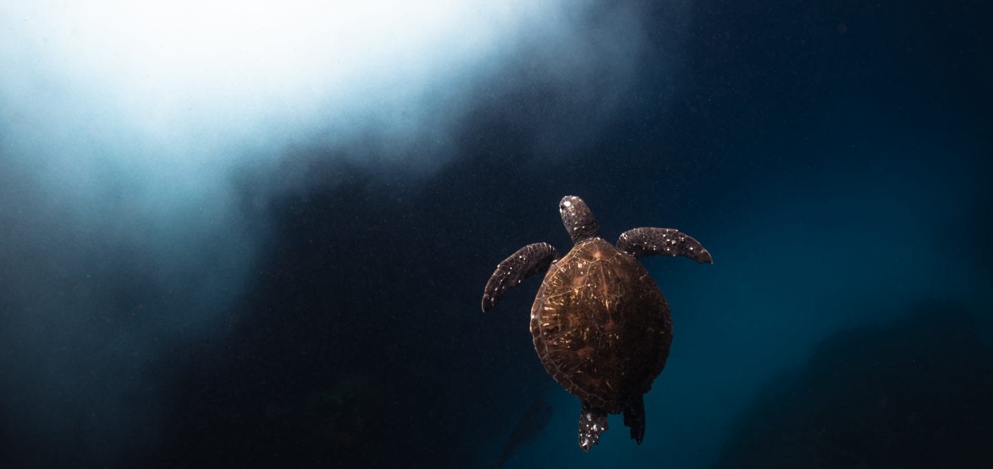 Julian Rocks, turtle, Jono Allen