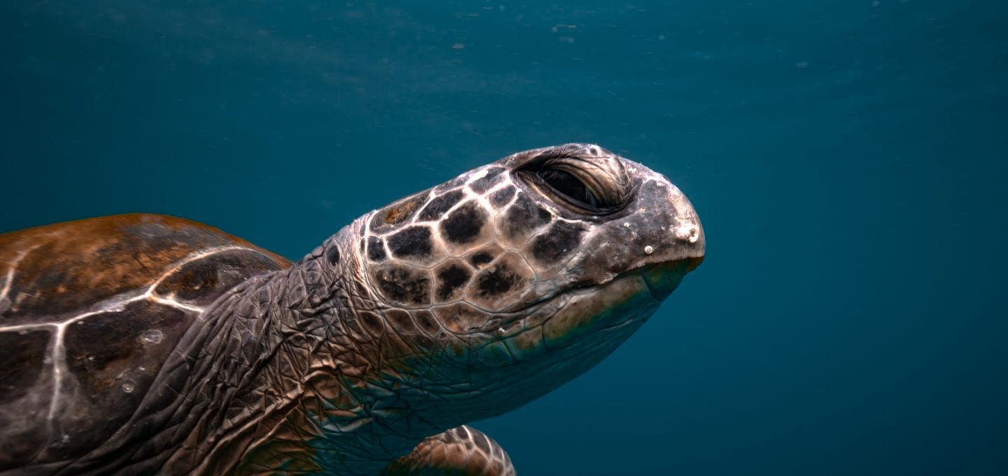 Julian Rocks, turtle close-up, Jono Allen
