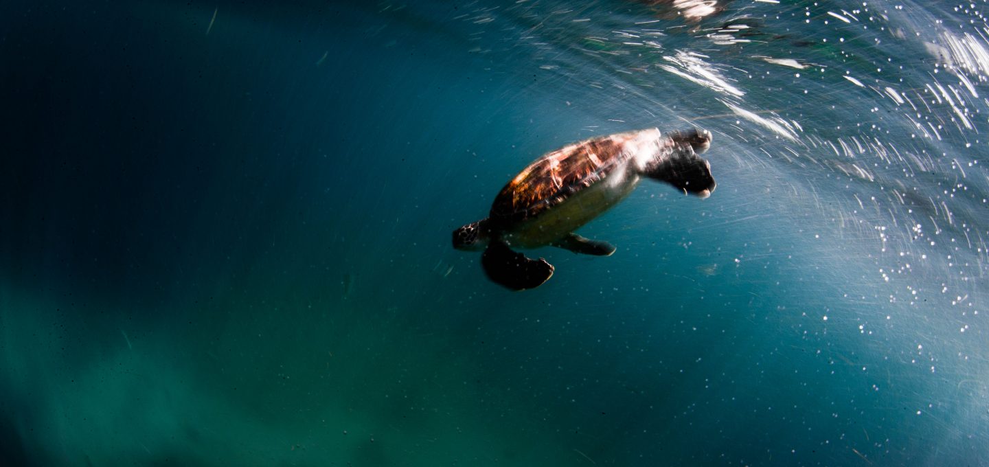 Julian Rocks, turtle near surface, Jono Allen,