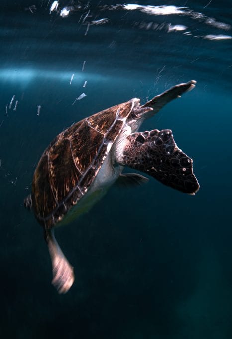 Julian Rocks, turtle descending, Jono Allen