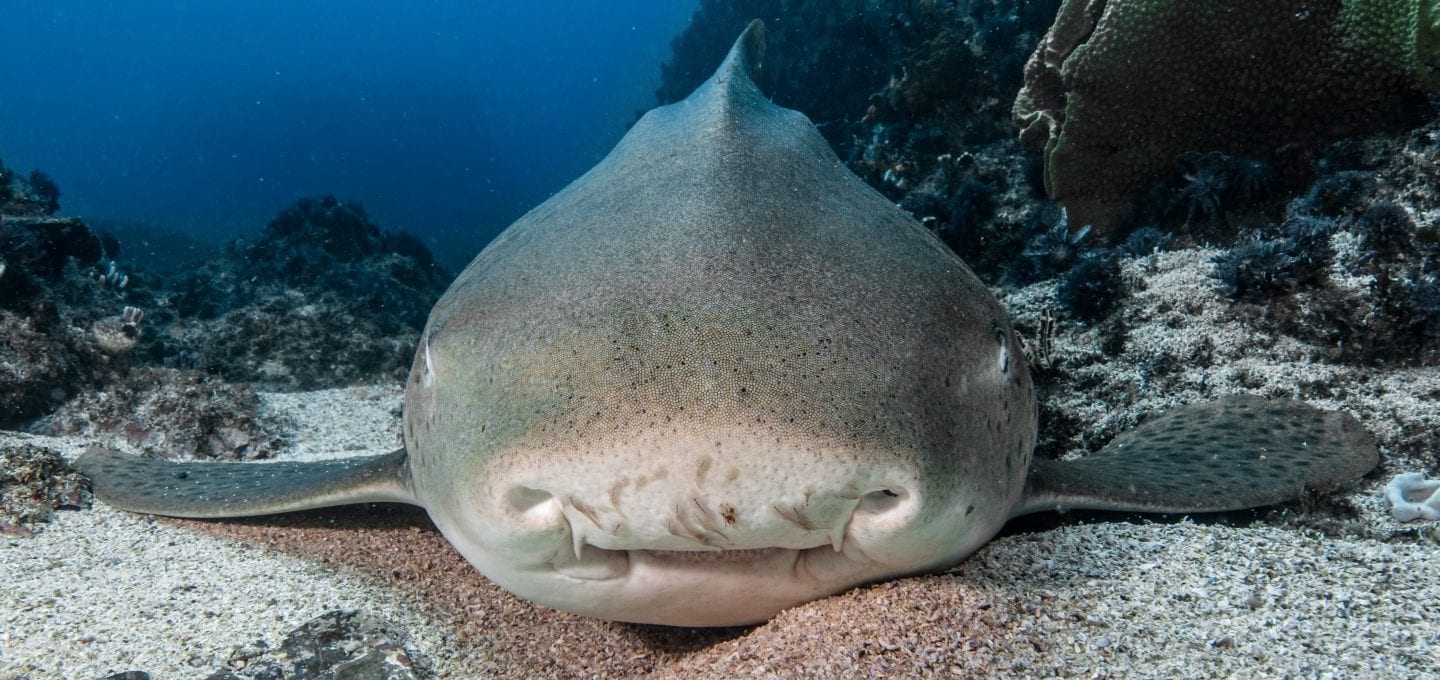 leopard sharks byron bay sundive nose