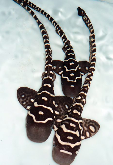 leopard sharks byron bay sundive juveniles