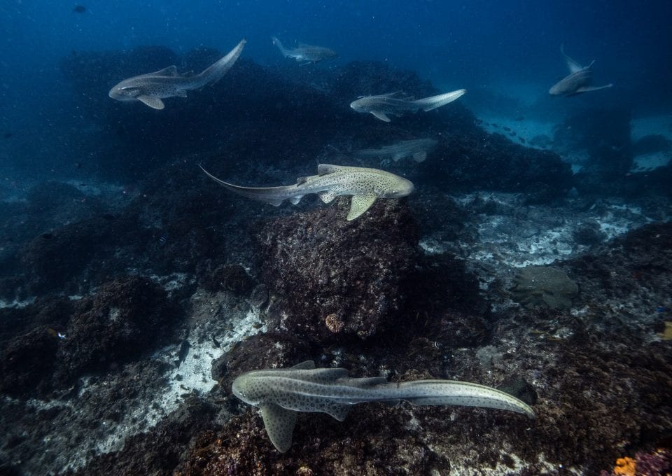 leopard sharks byron bay sundive group