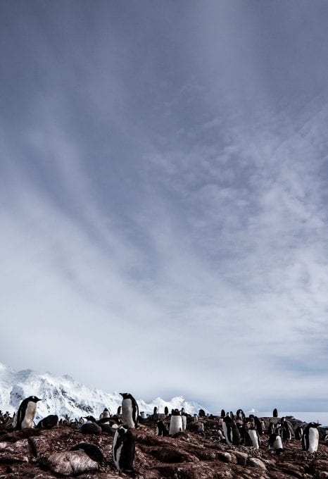 Angel Grimaldi Polar Guide